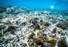 L'épisode mondial de blanchissement des coraux s'aggrave
