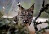 Le nombre de lynx ibériques, une espèce menacée, a doublé