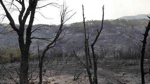 Succès en Algérie pour la plantation d'un million d'arbres en 24 h