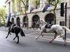 Des chevaux en cavale en plein centre de Londres, 4 blessés