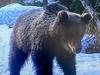 Traces d'un jeune ours repérées en Basse-Engadine (GR)