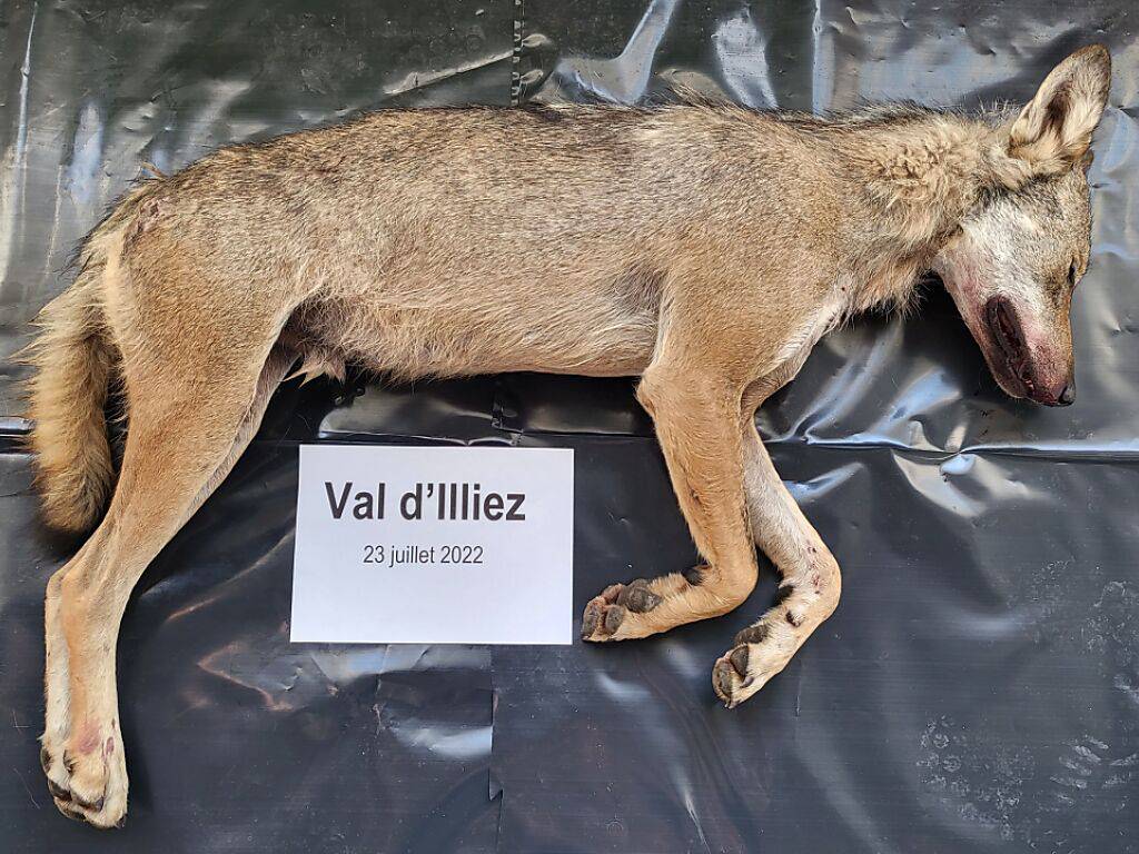 Un Loup Abattu En Valais Par Les Garde Faune