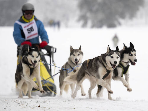 Succès pour les courses de chiens de traîneaux à Saignelégier (JU)
