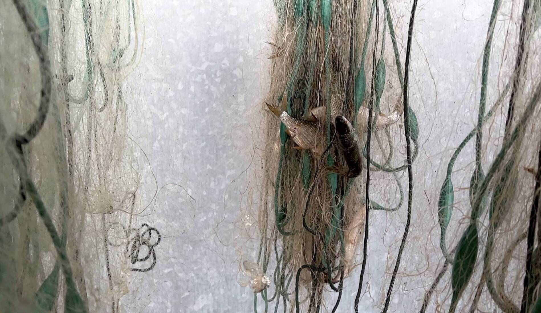 L'État fait un premier pas pour soulager les pêcheurs genevois