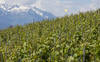 Le Valais veut moderniser son vignoble