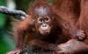 La Malaisie veut s'essayer à la « diplomatie de l'orang-outan »