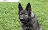 Togo, le nouveau chien opérationnel de la police genevoise