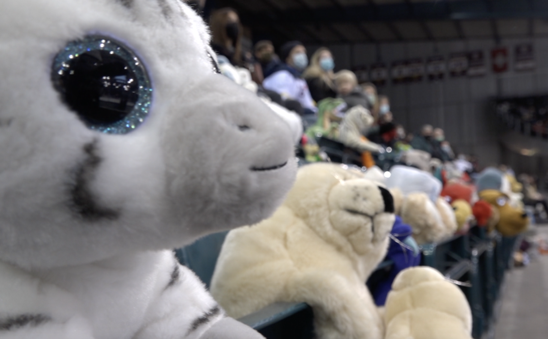 Les peluches ont à nouveau envahi les Vernets