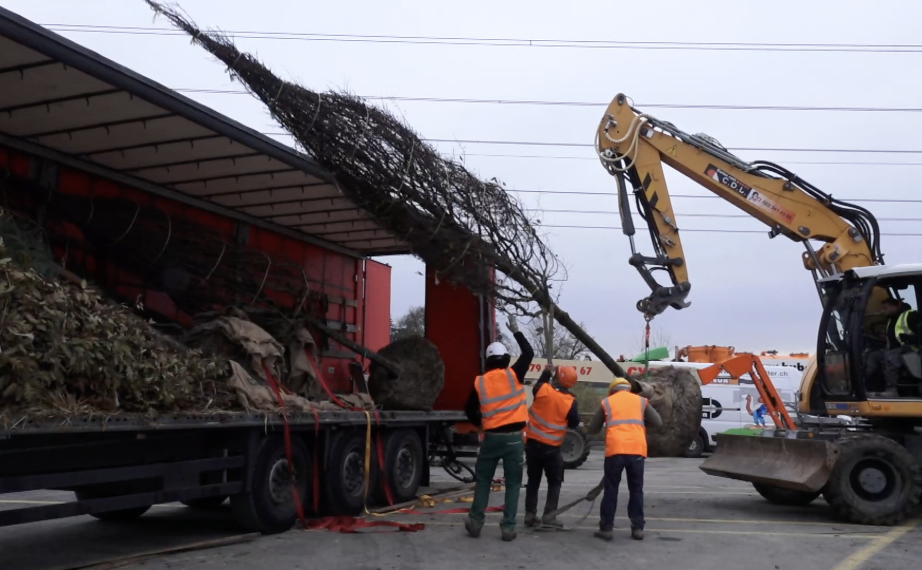 400 arbres plantés au CERN...venus d'Hambourg en camion