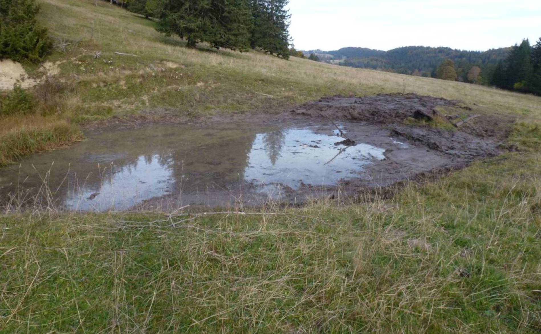Onze mares revitalisées sur les crêtes de Chasseral