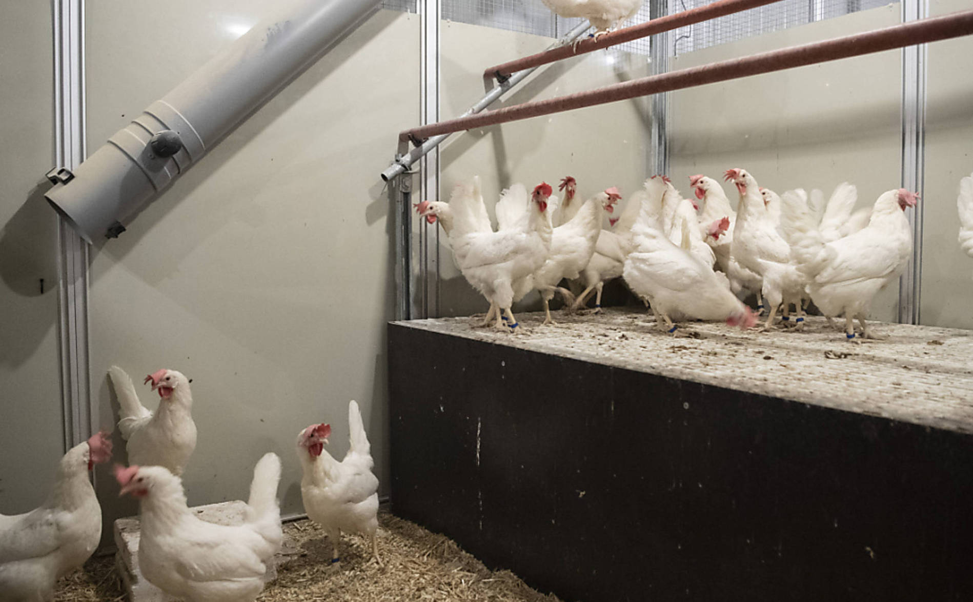 Poules atteintes de la maladie de Newcastle près de Zurich