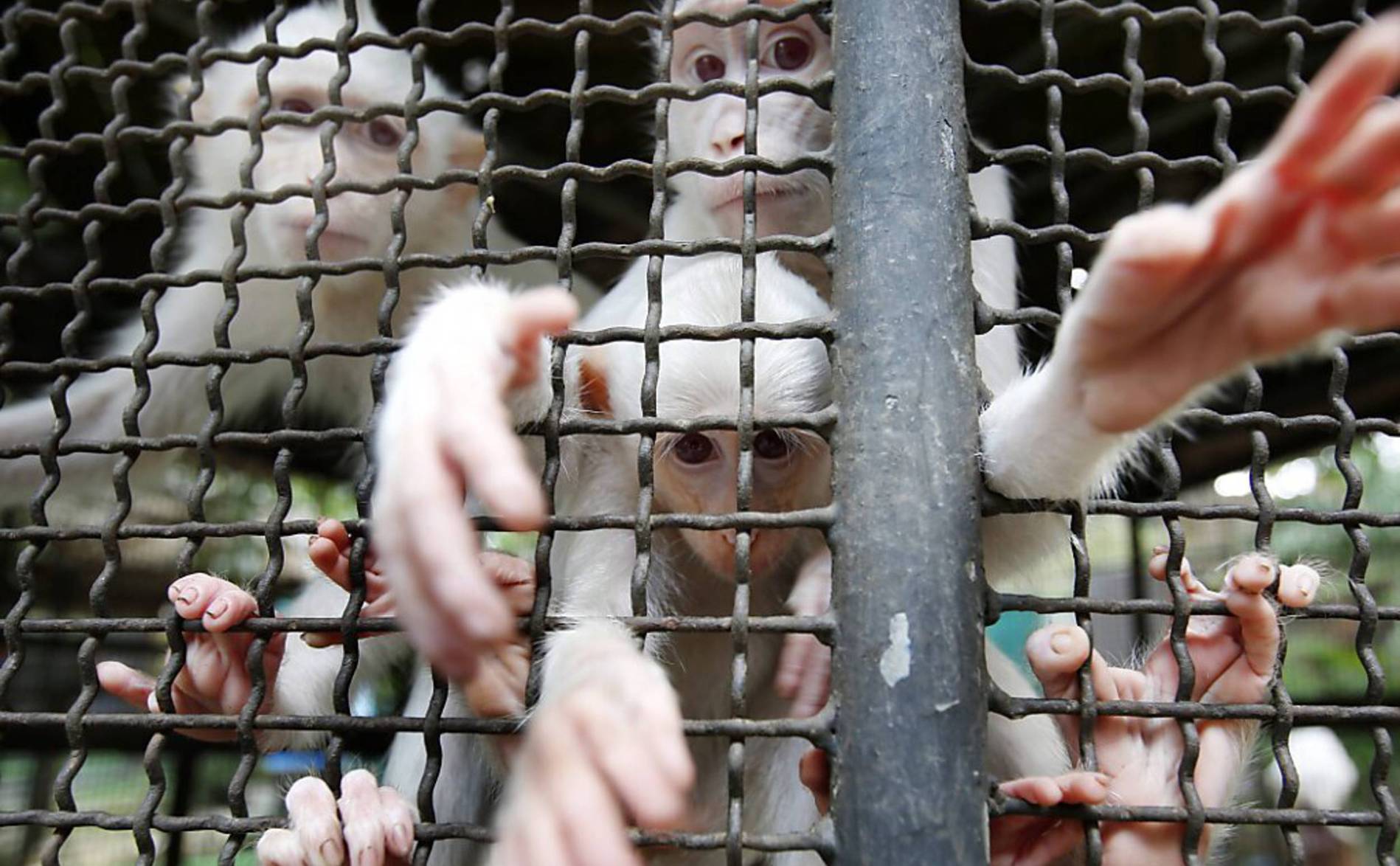 Des singes de laboratoire s'évadent lors d'un accident de la route