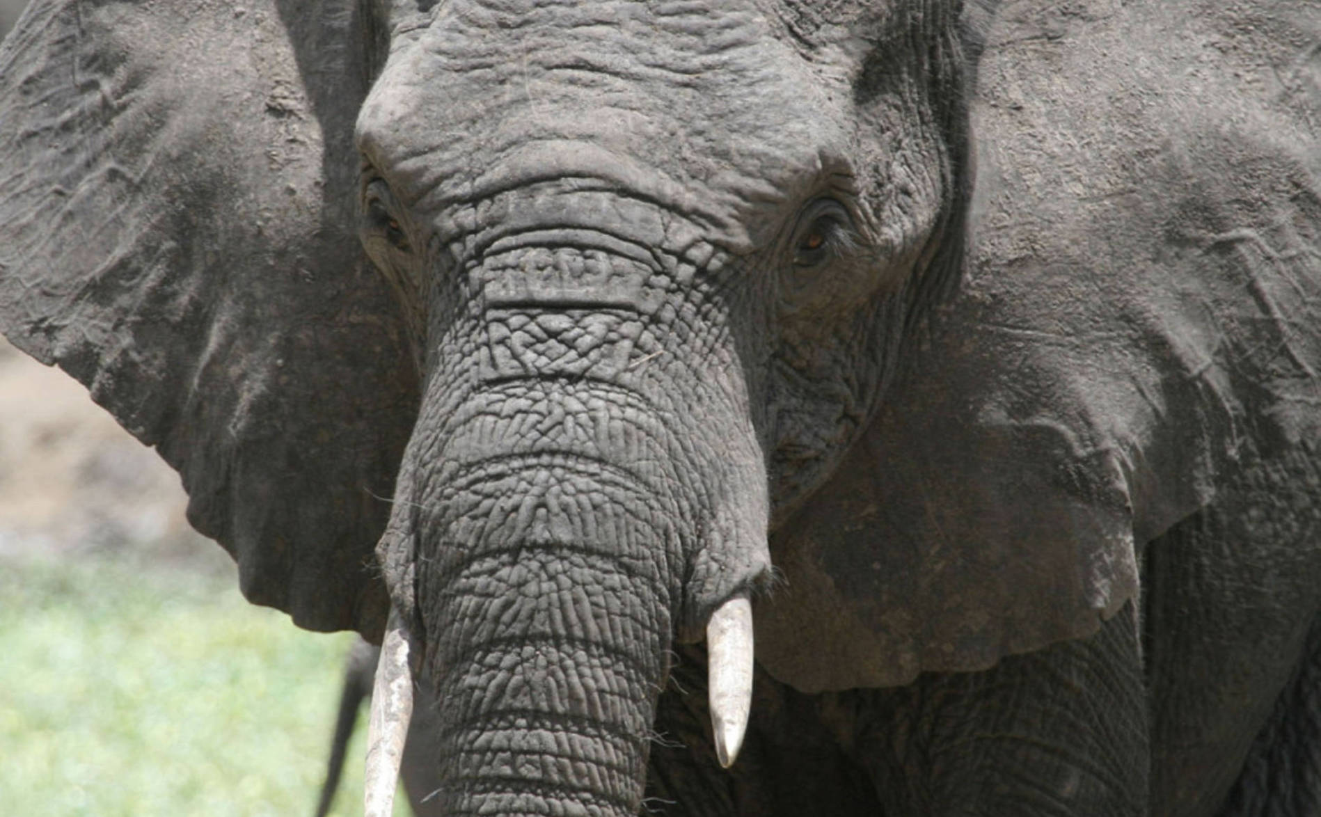 Un touriste saoudien tué par un éléphant dans un parc
