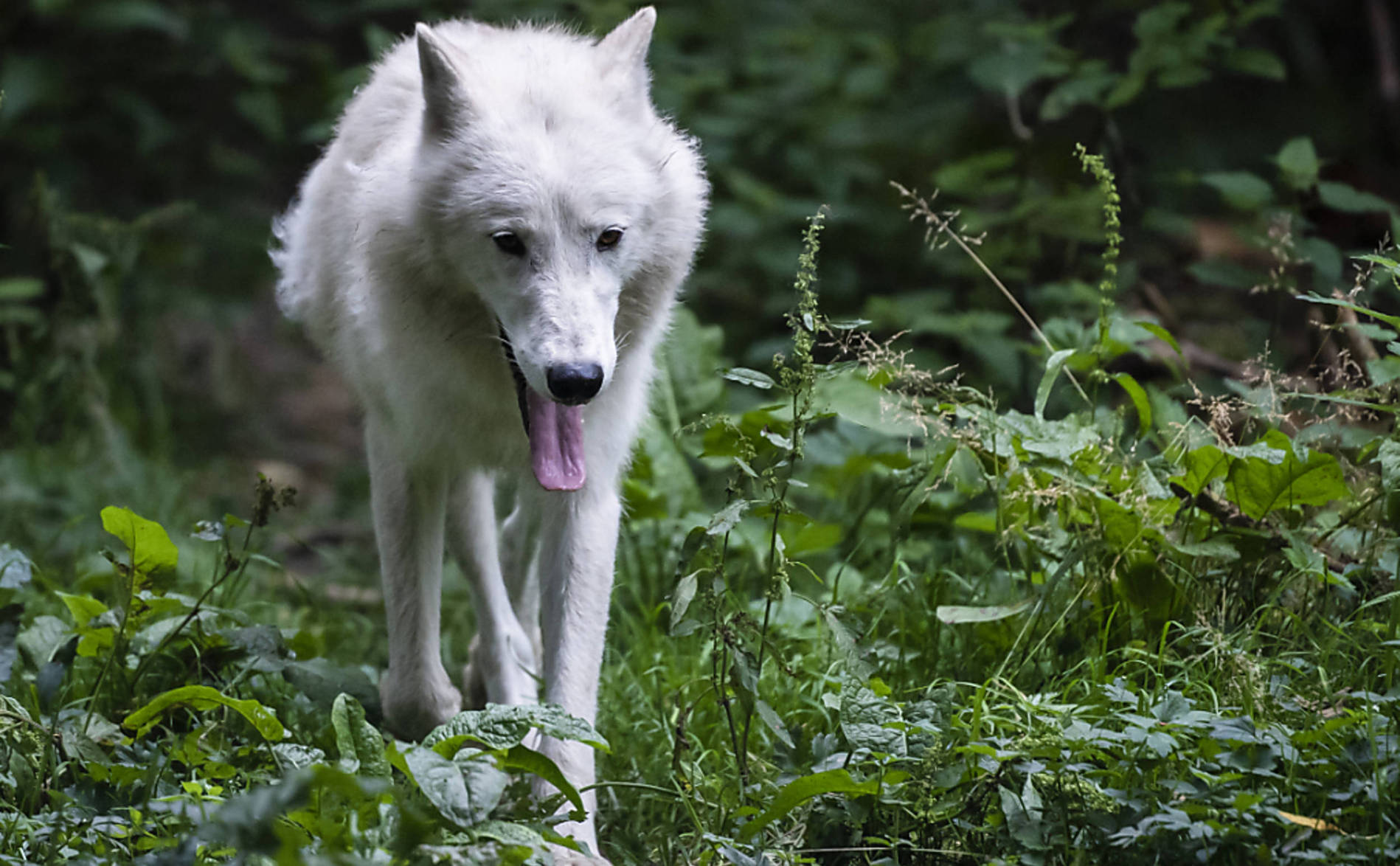 Les tirs de loups efficaces à court et moyen terme