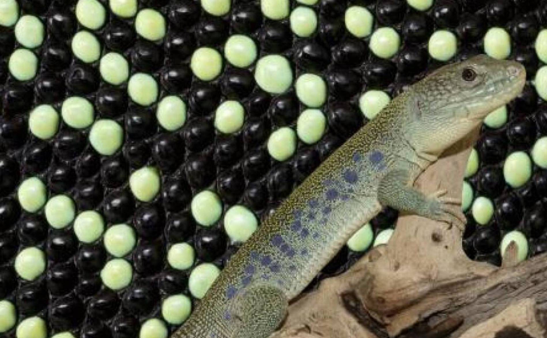Le secret mathématique du camouflage chez le lézard ocellé