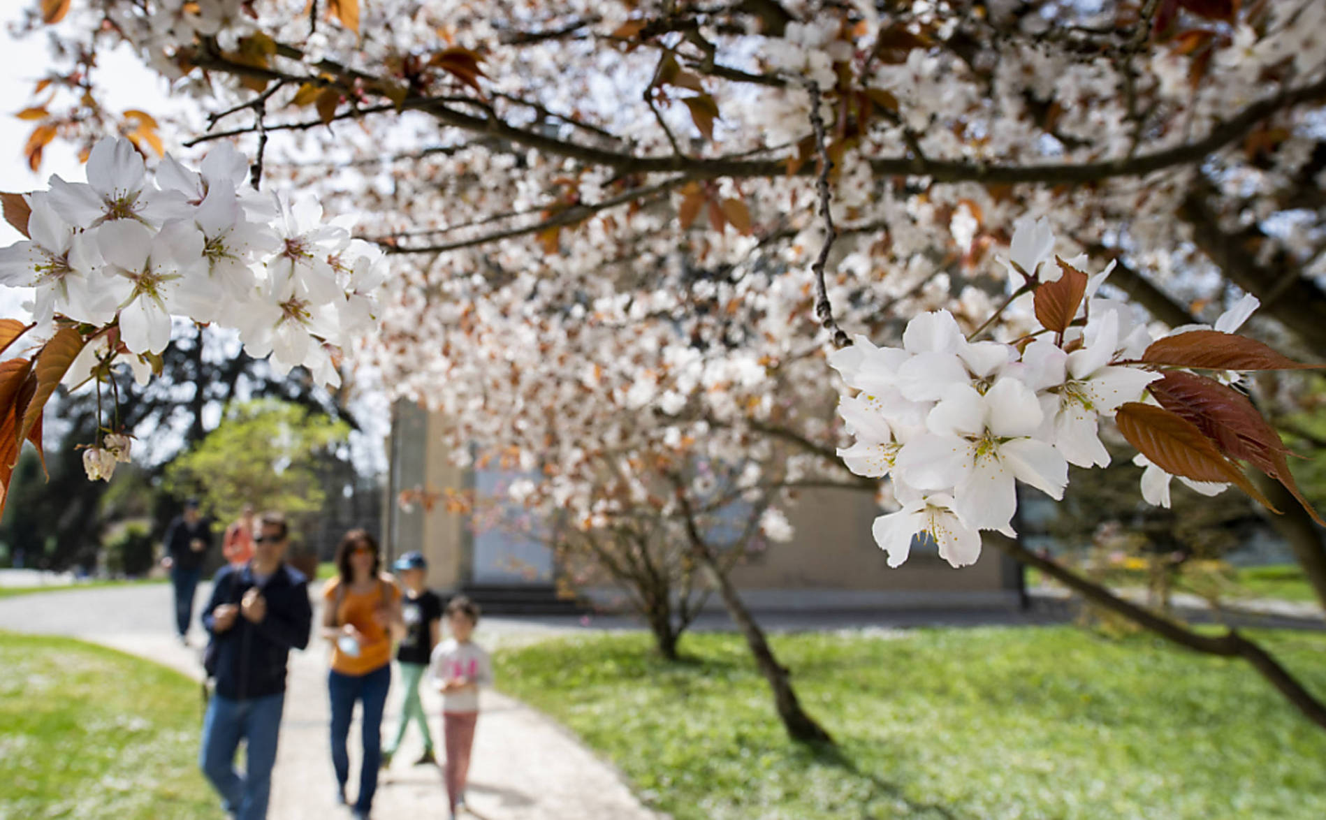 La parole aux collaborateurs des Conservatoire et Jardin botaniques