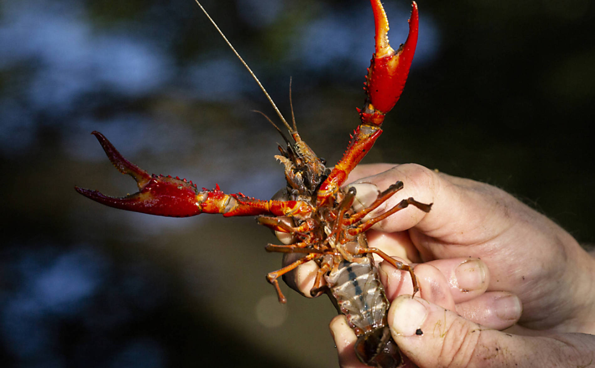Nouvelle classification plus nuancée des espèces invasives