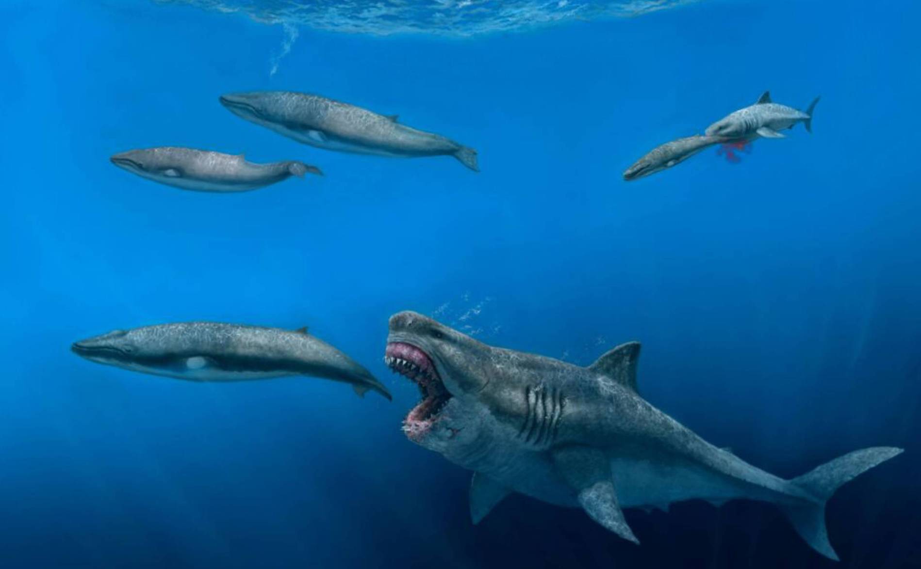 Un requin géant « mégalodon » reconstitué en 3D par des chercheurs