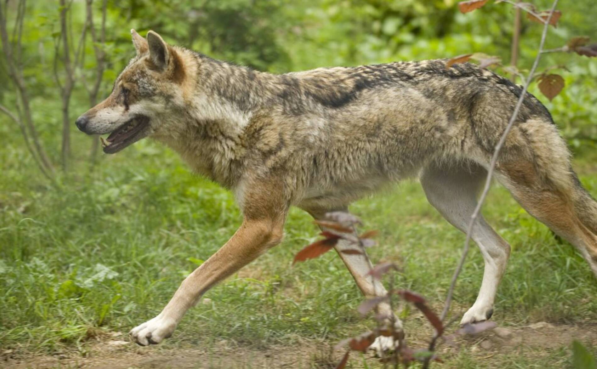 Marchairuz: l'un des deux loups mis à mort n'était pas de la meute