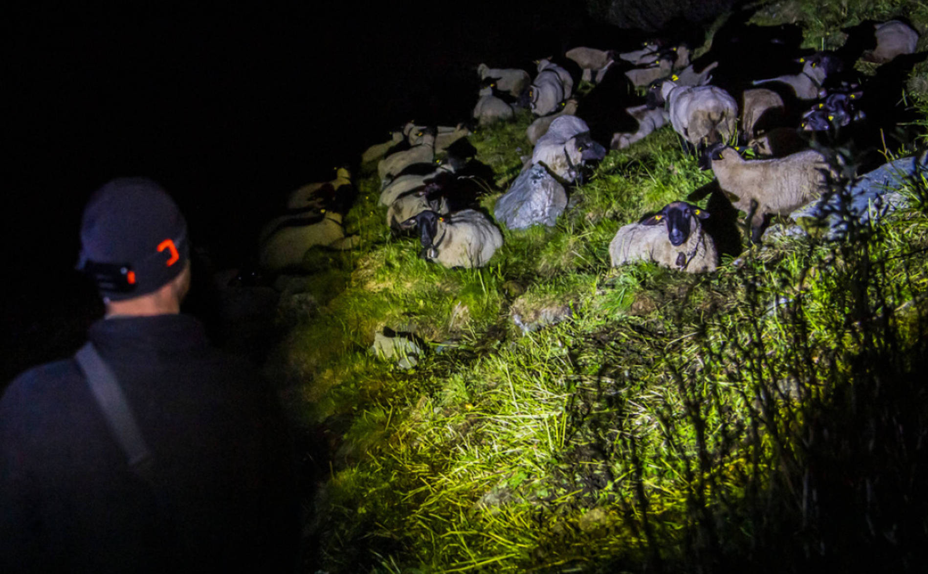 Succès pour les bénévoles de l'association OPPAL éloignant le loup