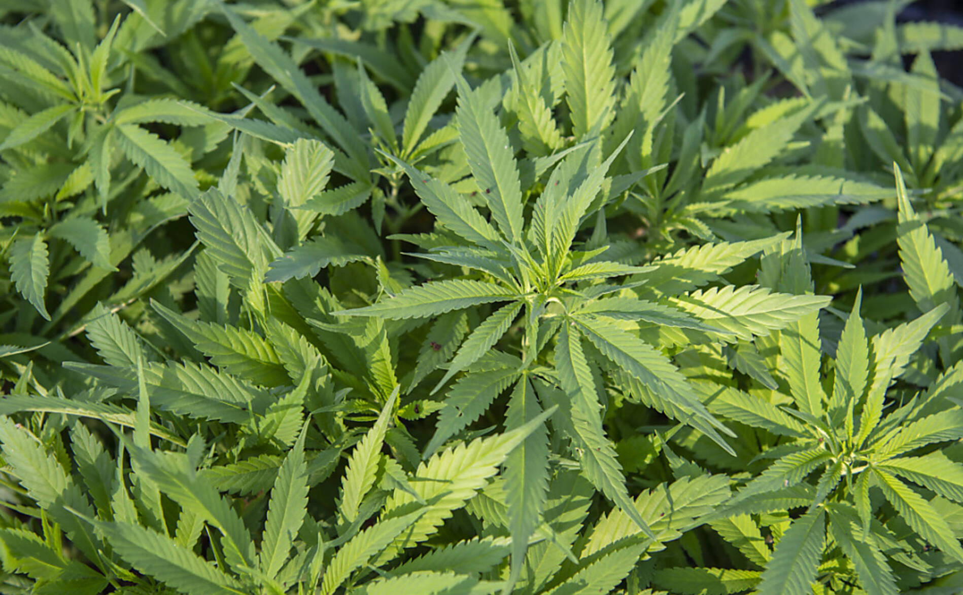 Genève veut lancer un essai pilote de vente régulée de cannabis