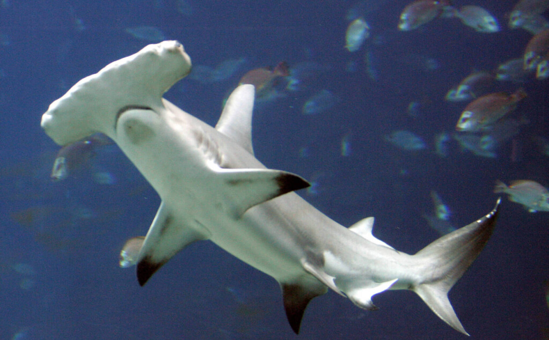 Décision « historique » en faveur de la protection des requins