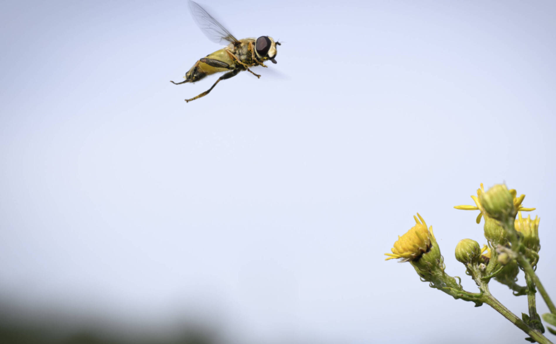 Berne soutient la destruction de la biodiversité, juge un expert