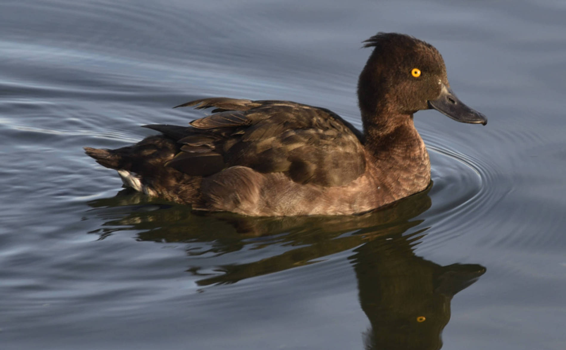 Près de 80'000 oiseaux recensés sur les lacs de Neuchâtel et Morat