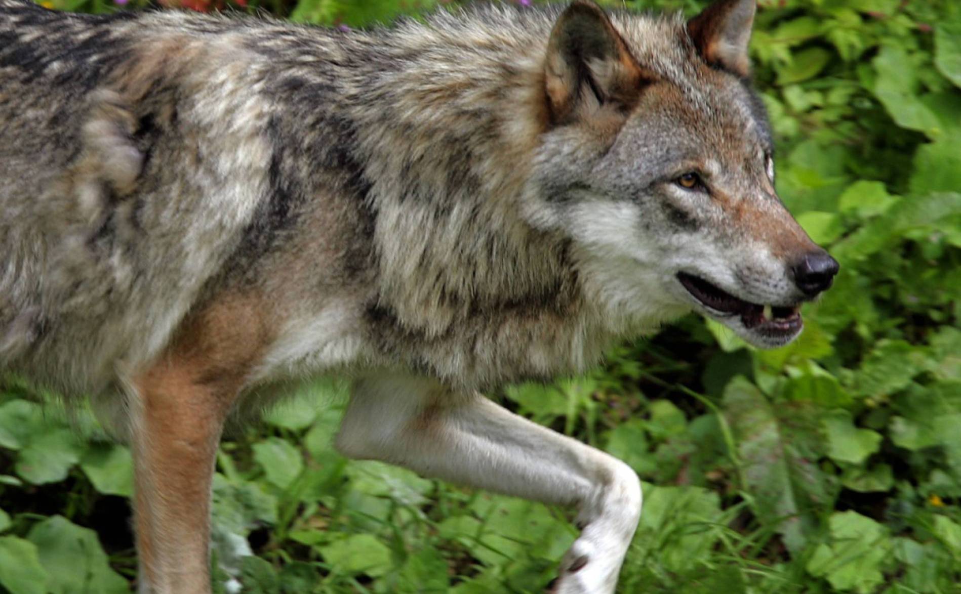 Le National d'accord avec les tirs préventifs du loup