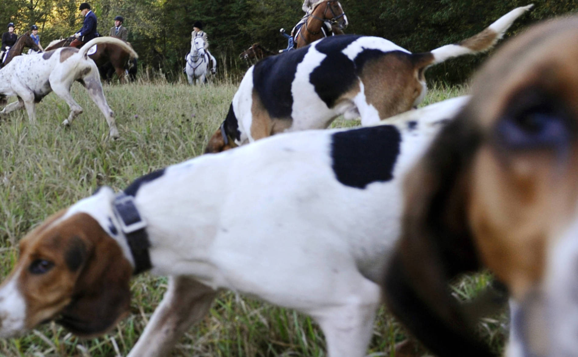 Un chien tue par balle un chasseur aux Etats-Unis