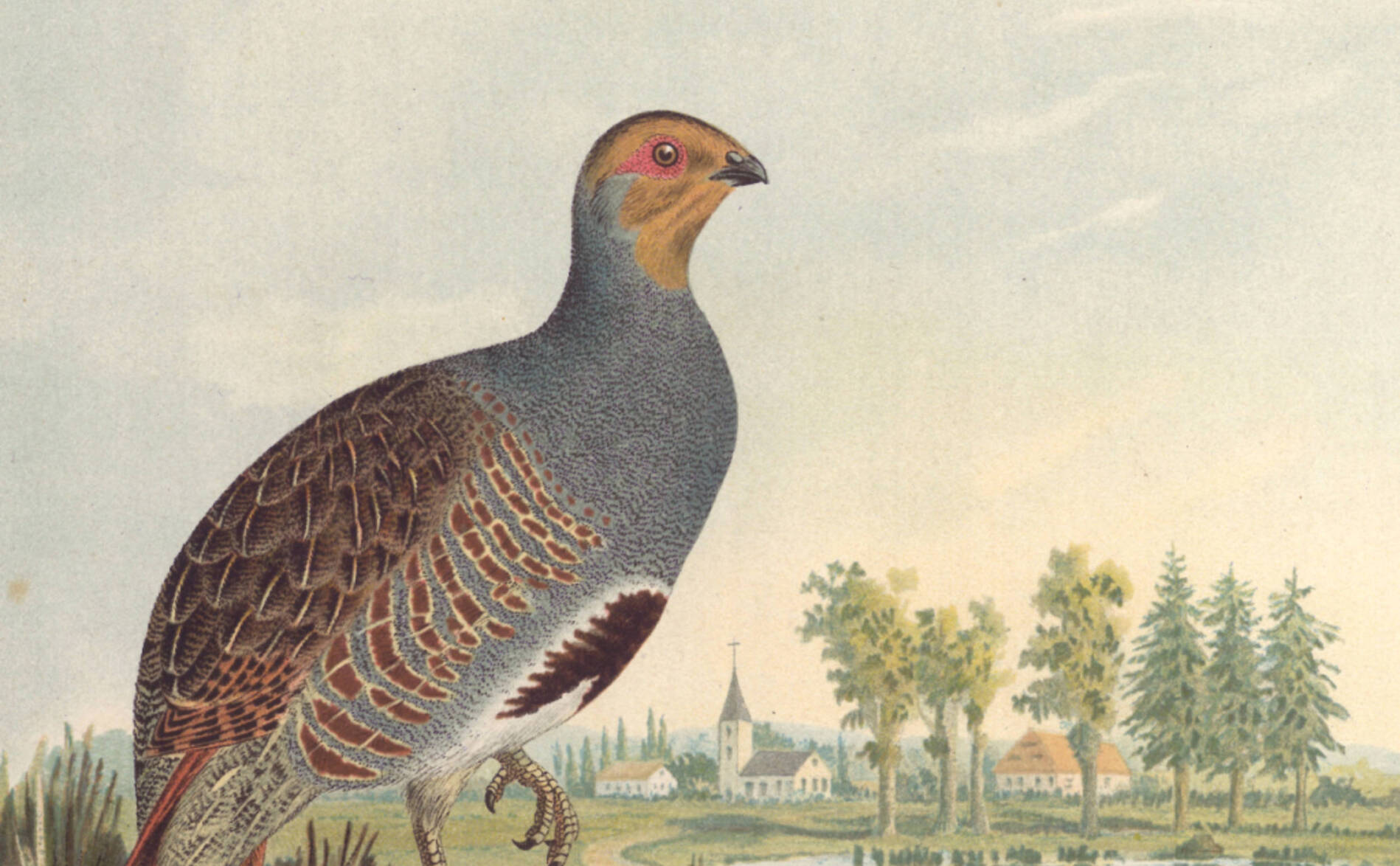De nombreux oiseaux ont disparu en Suisse en 100 ans