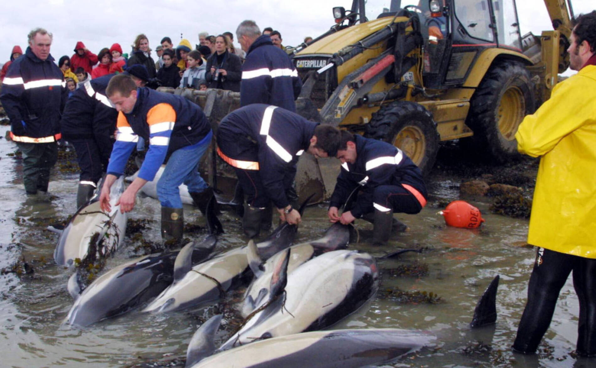 Dauphins échoués: Paris accusé de ne pas en faire assez