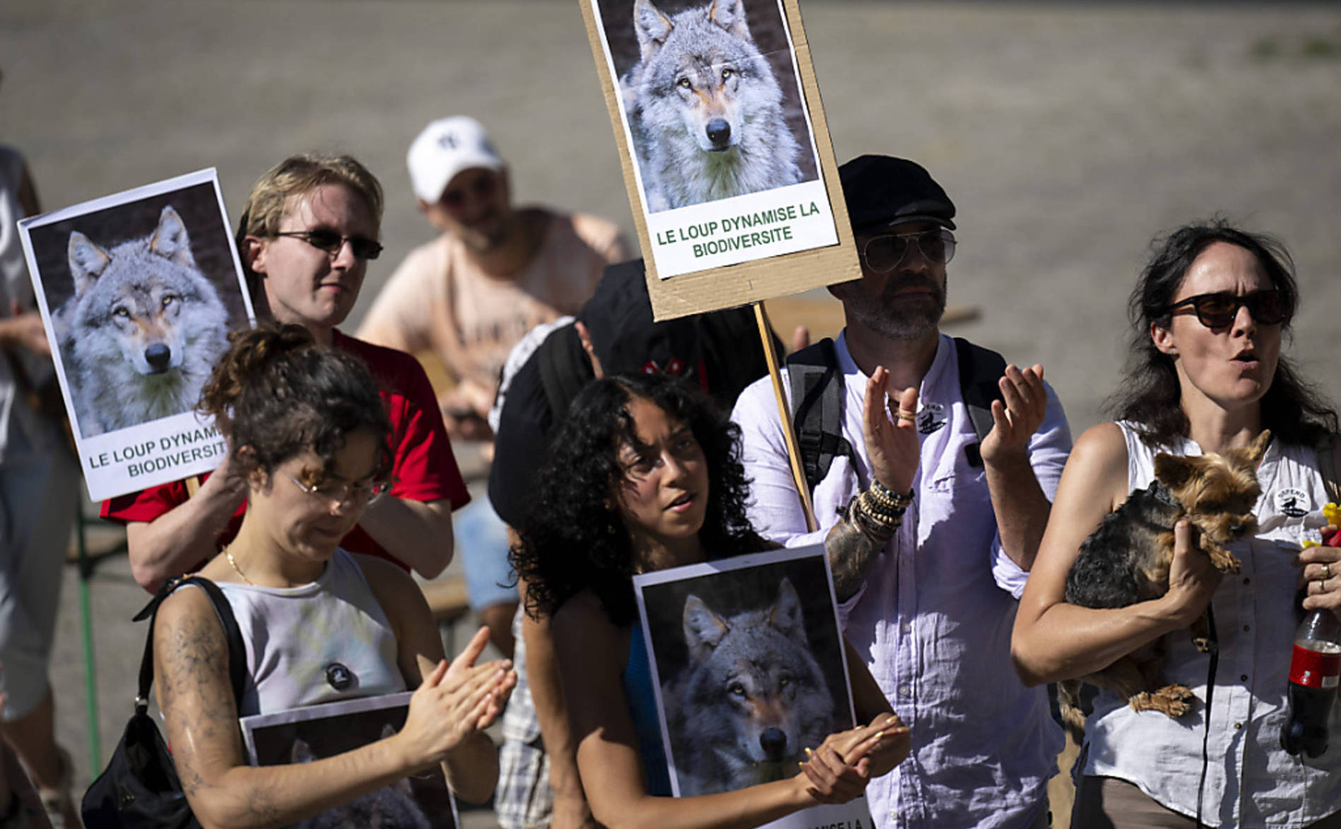 Une pétition contre le tir des loups déposée avec 47'000 signatures