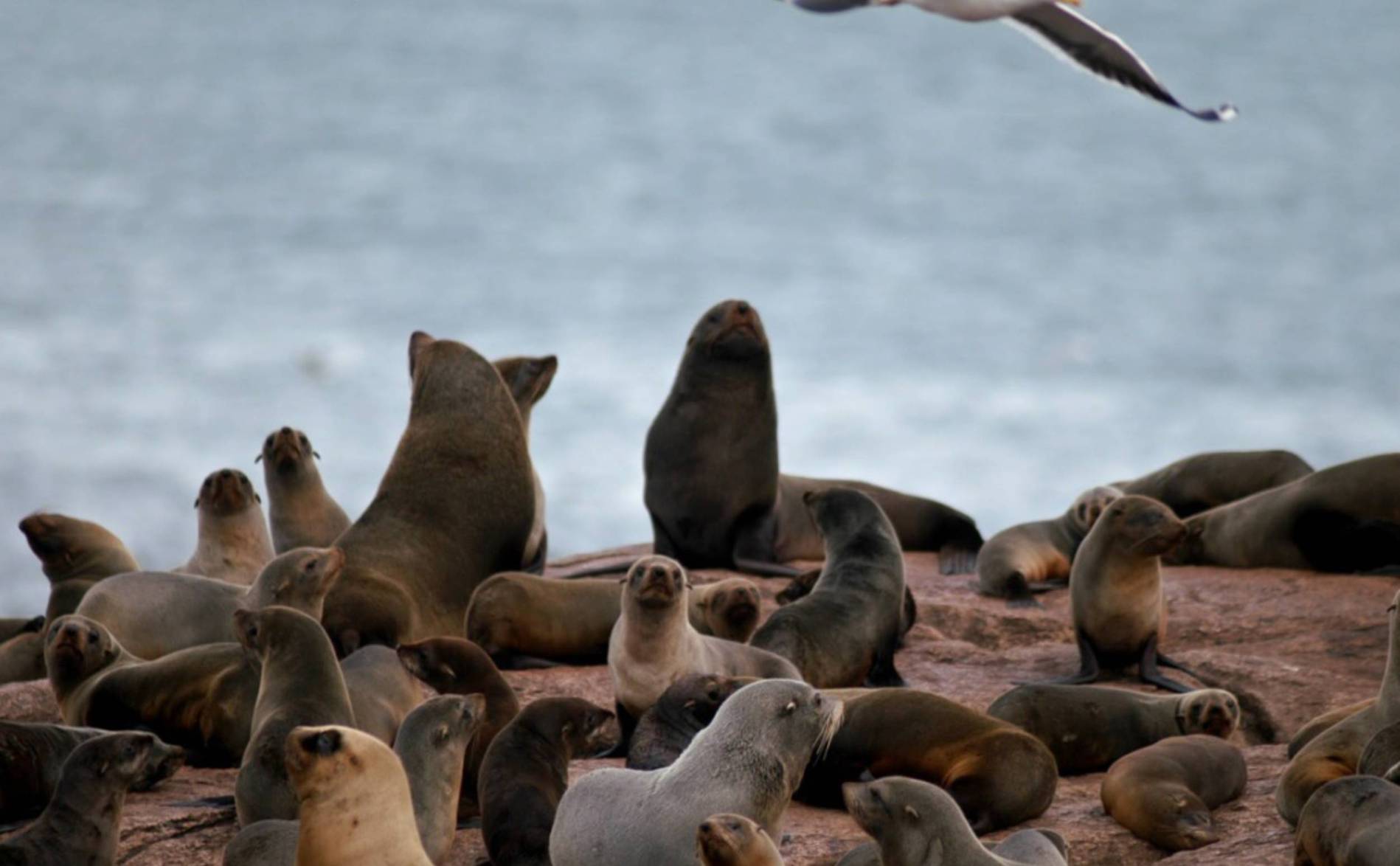 La grippe aviaire a décimé près de 400 lions de mer et otaries