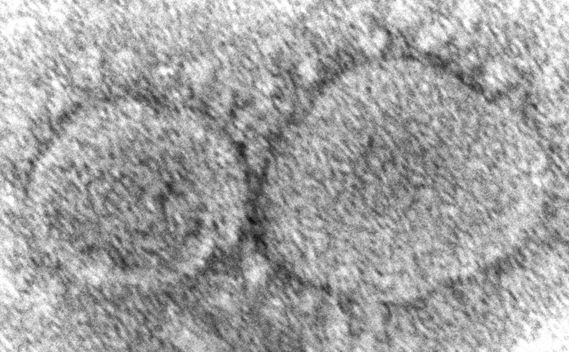 Covid-19: la fuite de laboratoire privilégiée par la Maison-Blanche