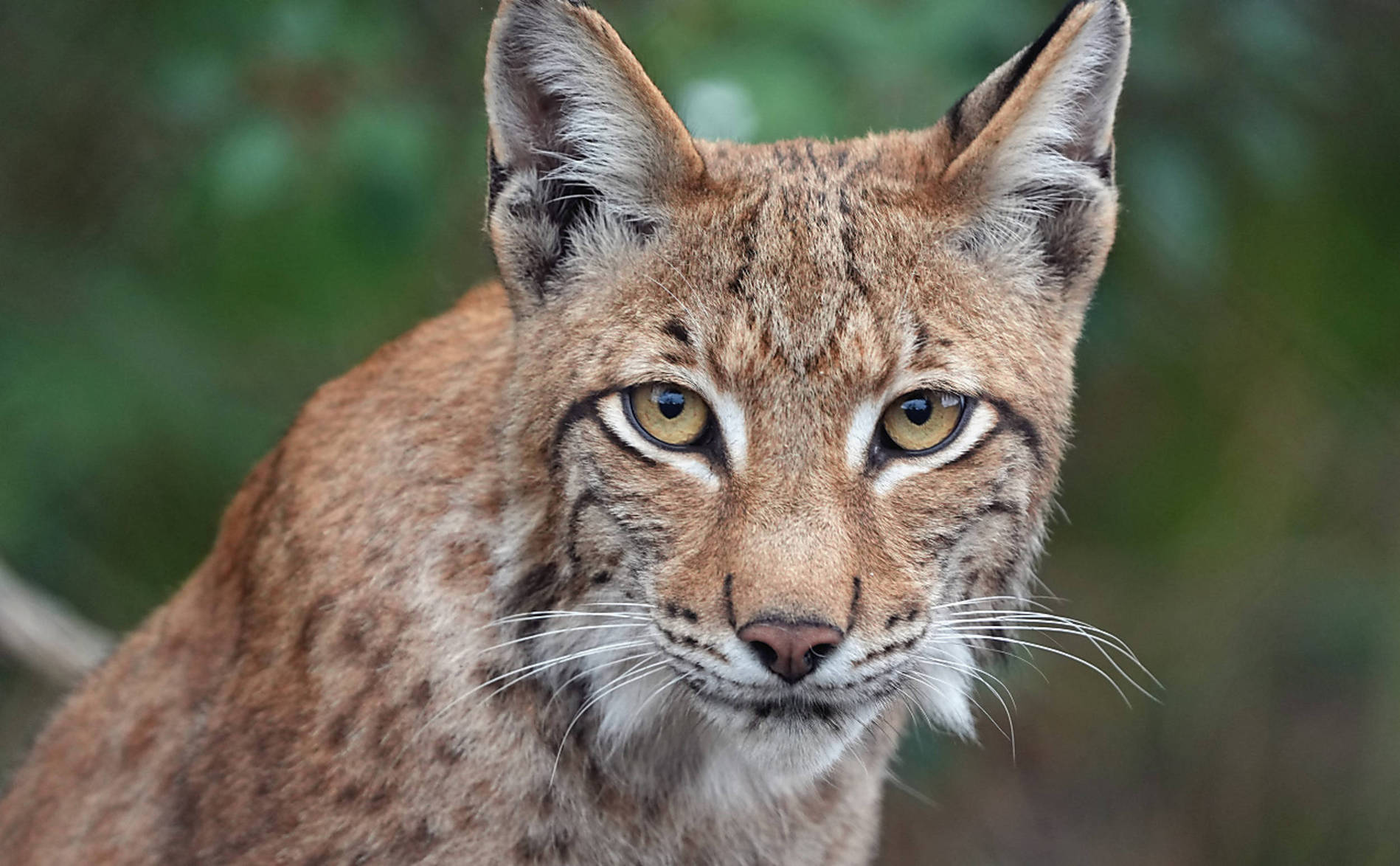 Variations inexpliquées dans la survie du lynx en Suisse (étude)