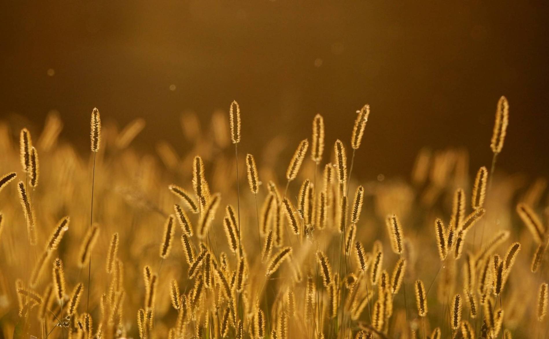 La haute saison des allergies au pollen a débuté