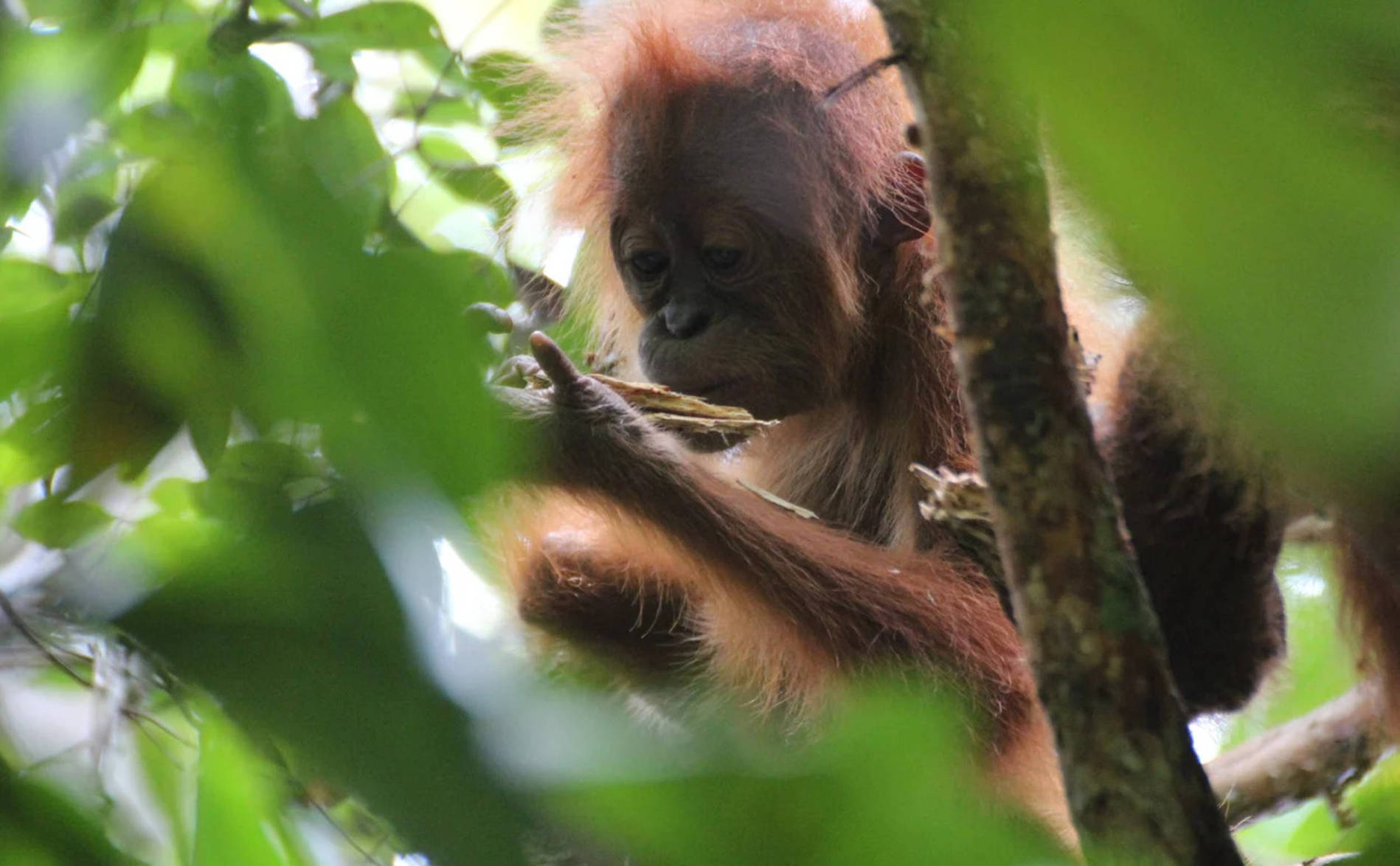 Les orangs-outans sauvages sont moins curieux que ceux des zoos