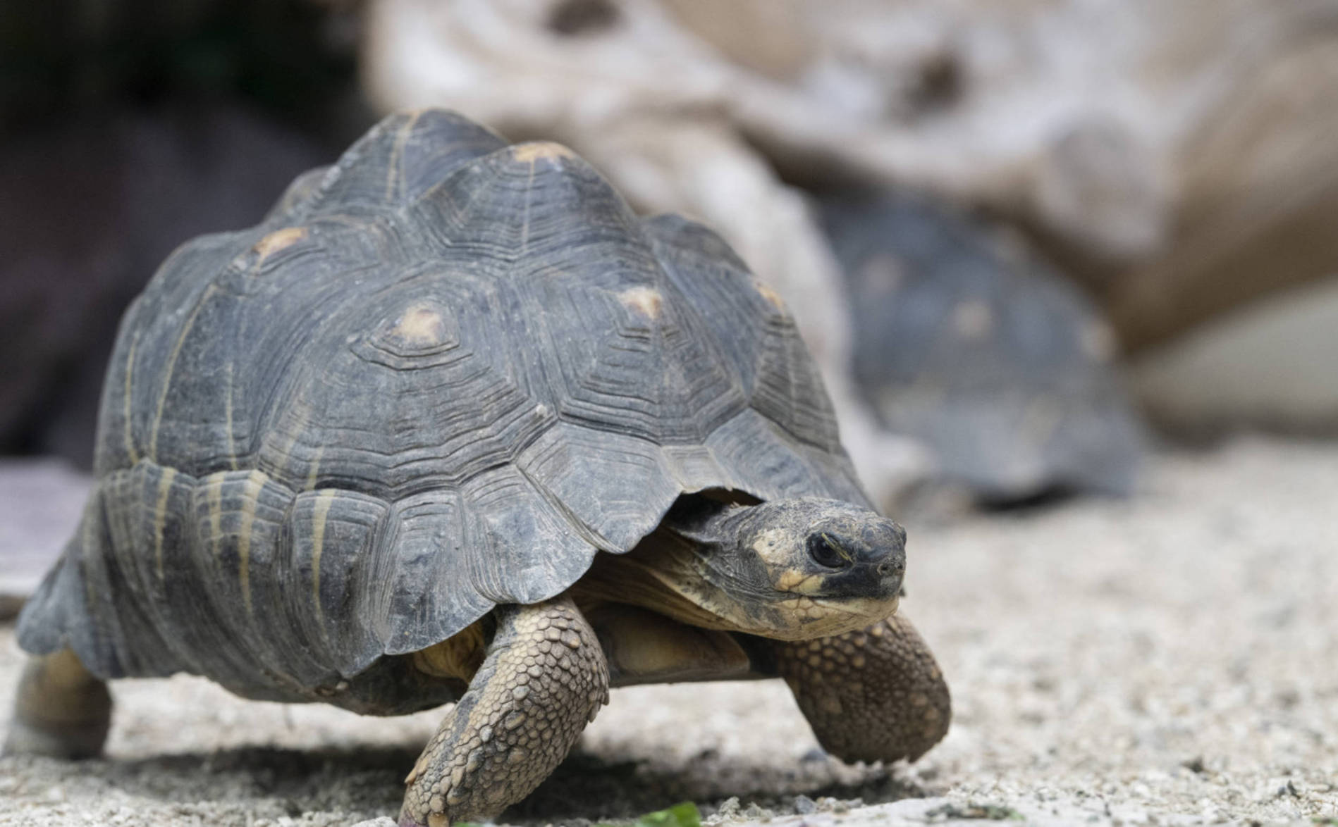 Trois espèces de tortues menacées sont arrivées au zoo de Zurich
