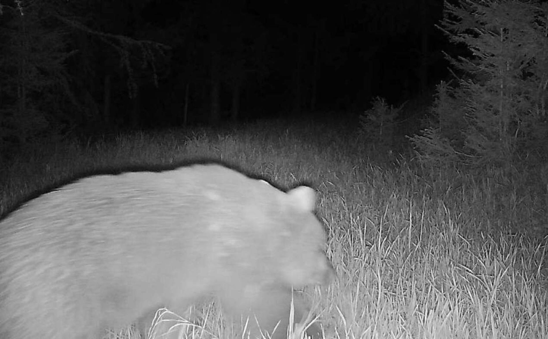 Un ours fait un véritable tour des Grisons depuis la mi-mai