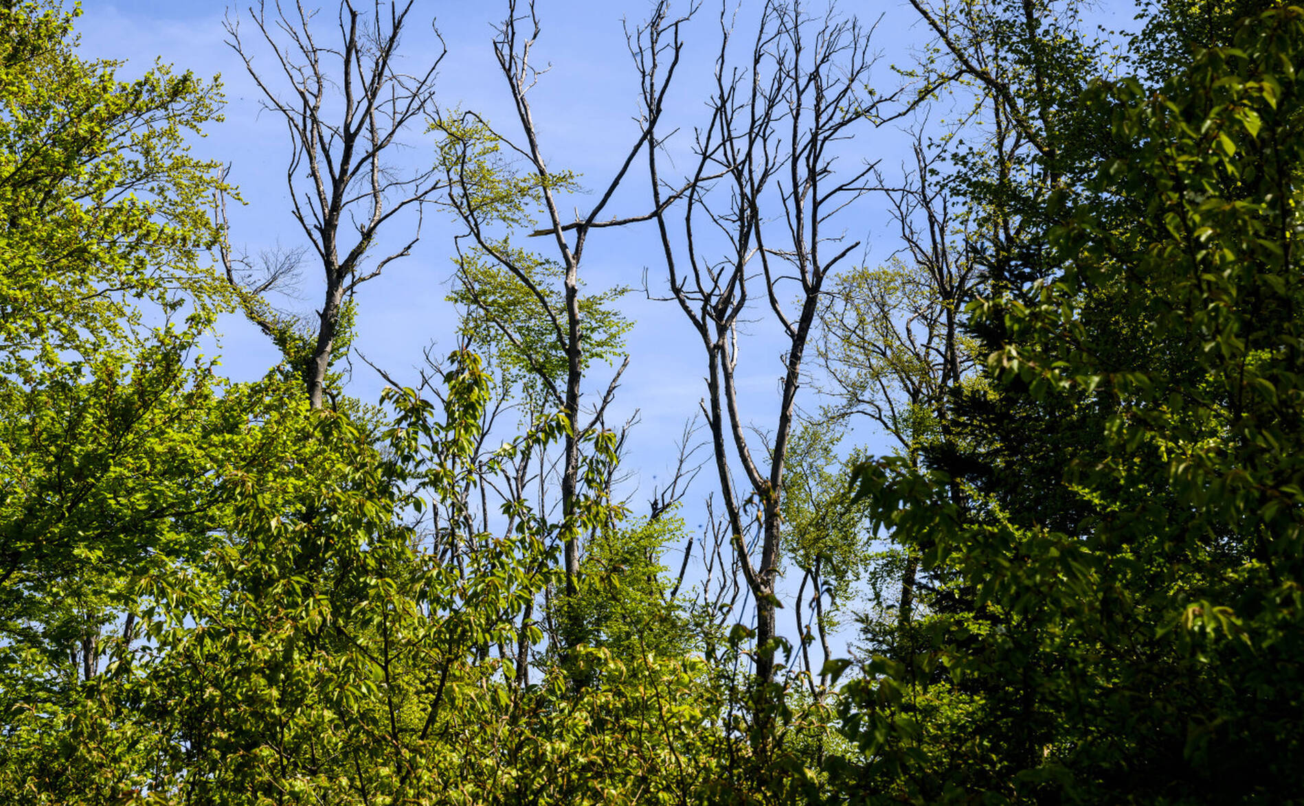 Changement climatique: une dizaine d'indicateurs dans le rouge