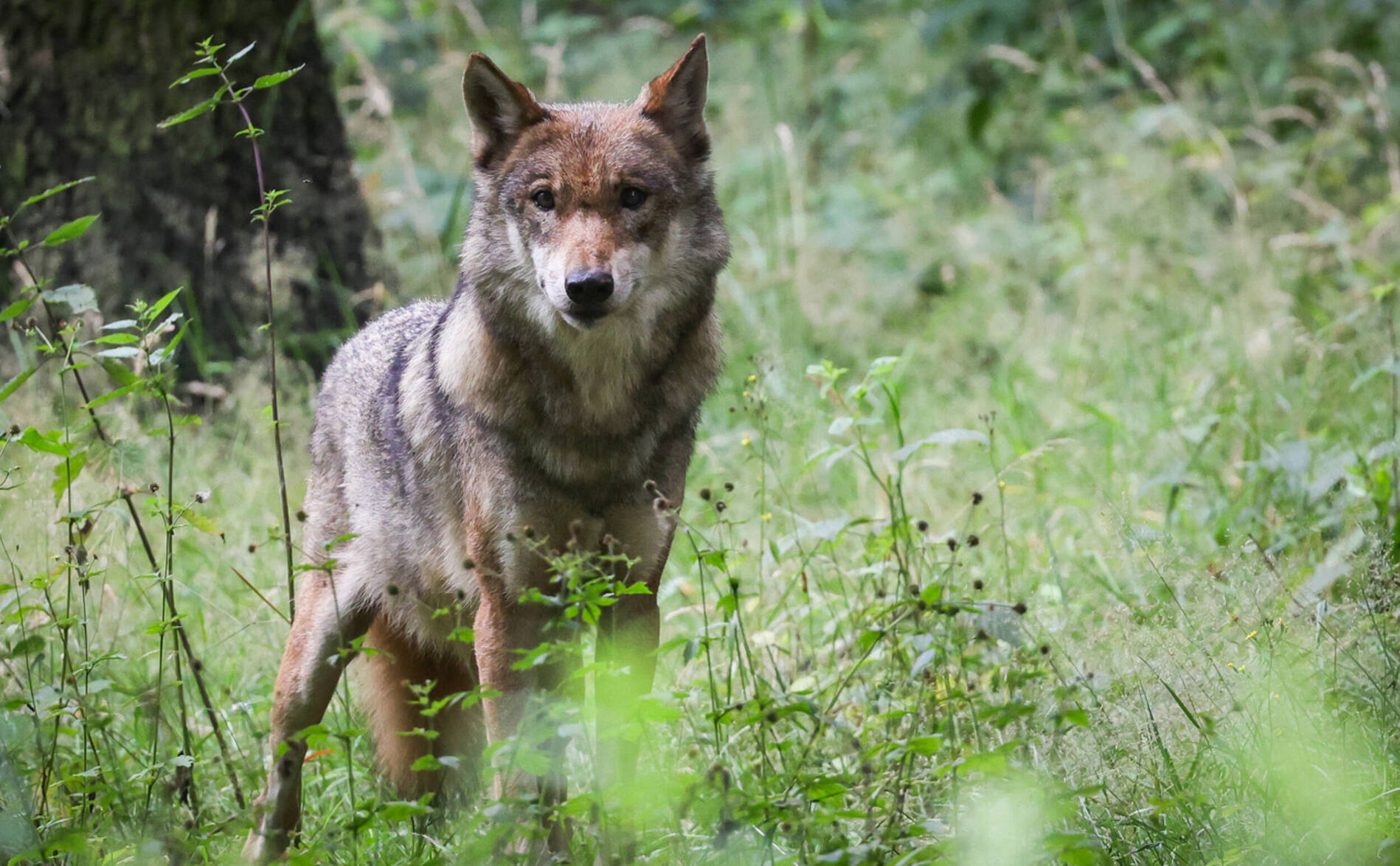 Le National veut effrayer les loups avec des munitions non létales