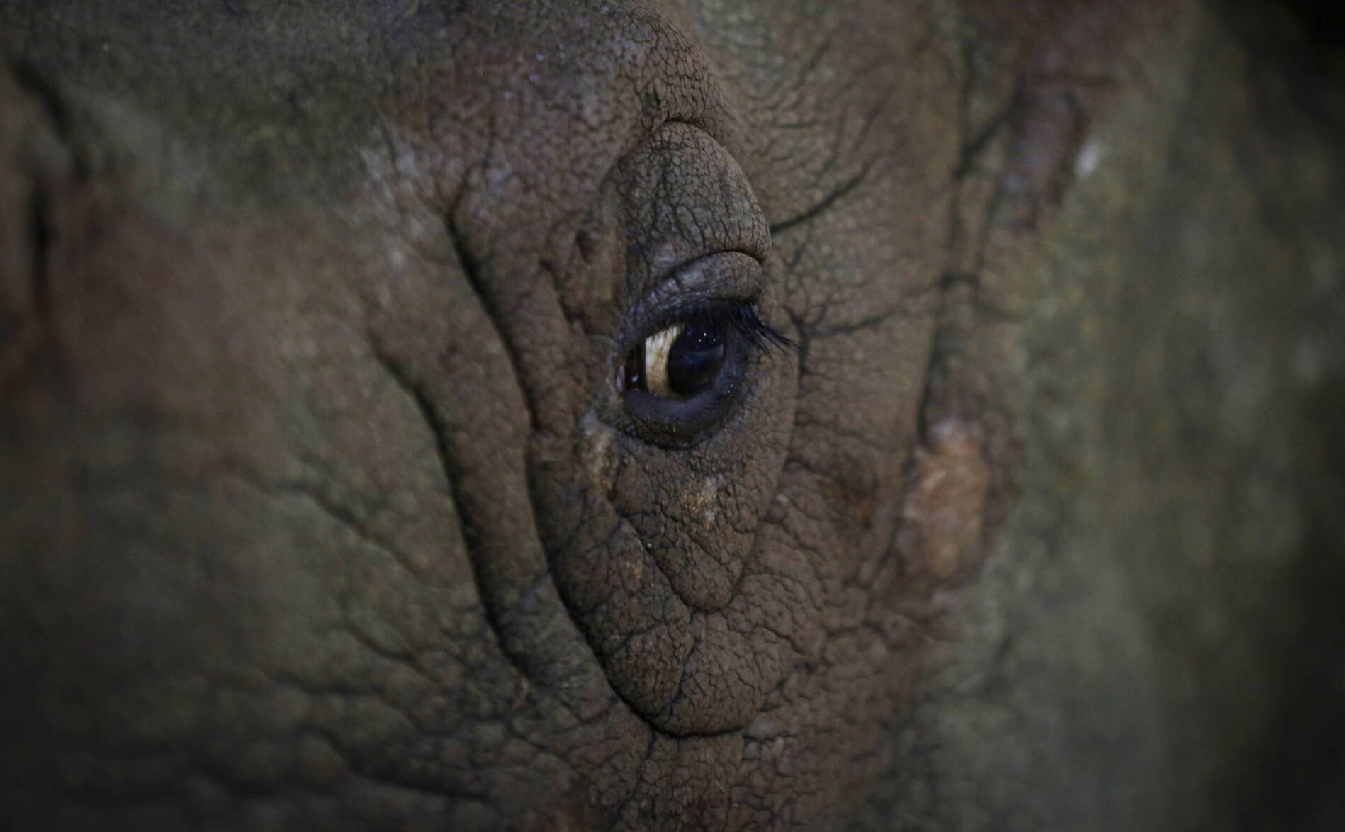 D'Afrique du Sud au Mozambique: 10 rhinocéros menacés déplacés
