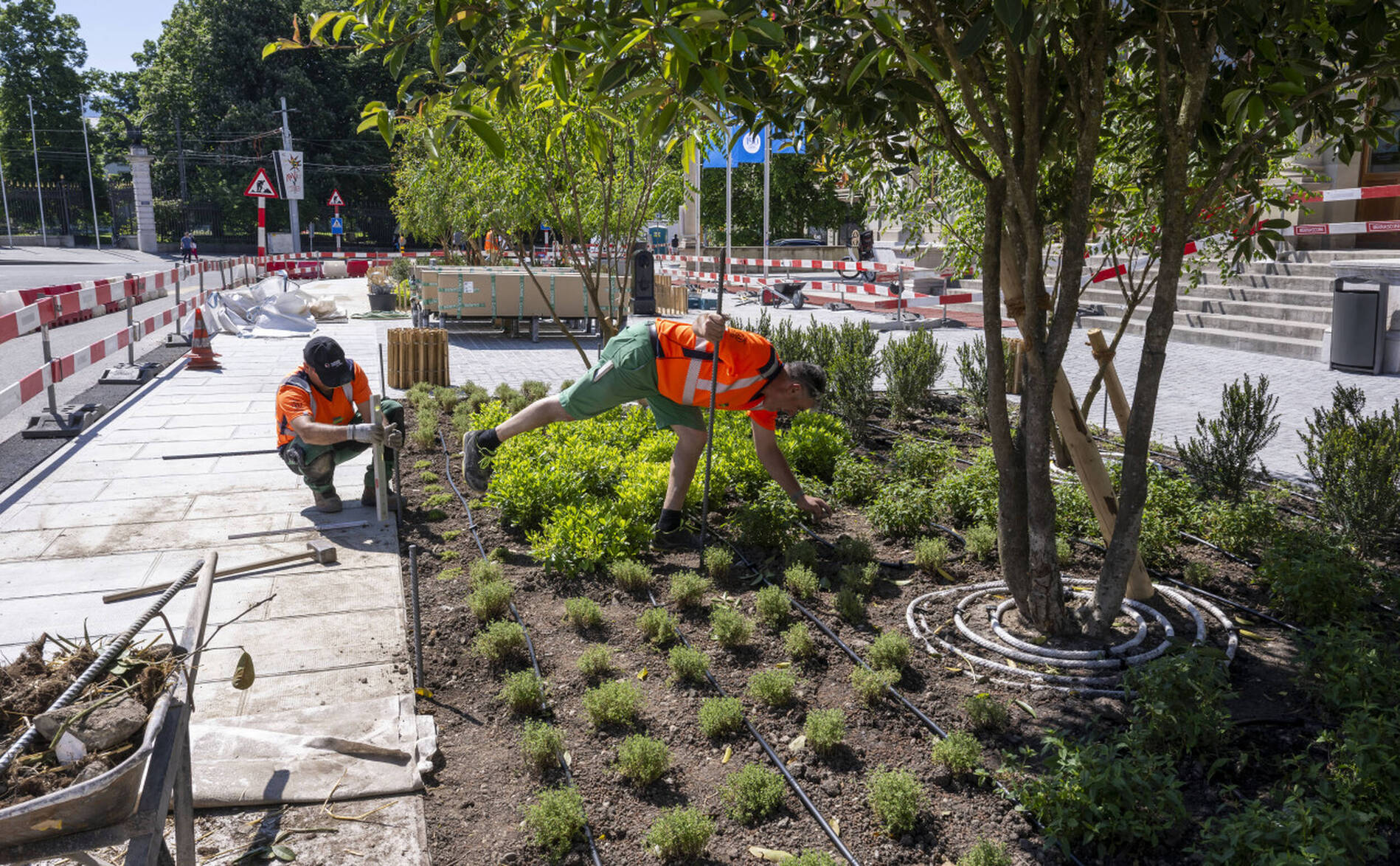 La Ville de Genève a planté près de 400 arbres depuis l'automne