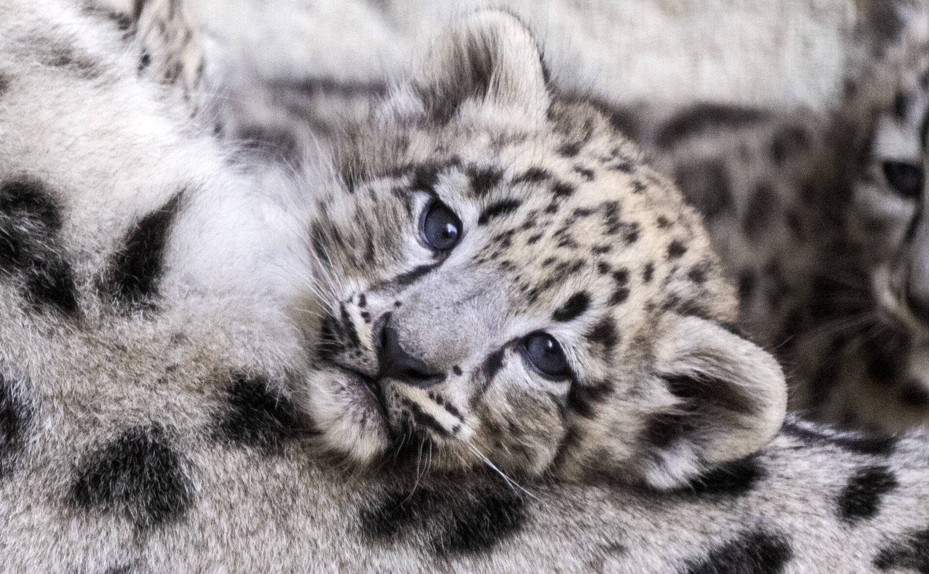 Trois léopardeaux des neiges sont nés en mai au zoo de Zurich