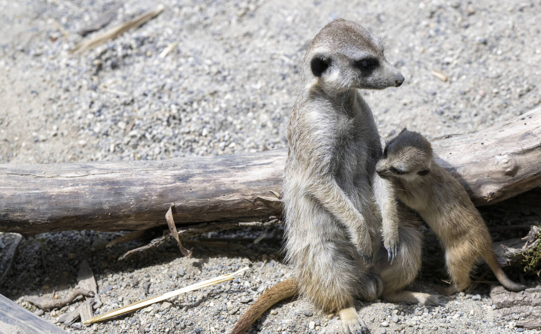 Lancement d'une pétition pour « sauver » le projet du nouveau Bioparc
