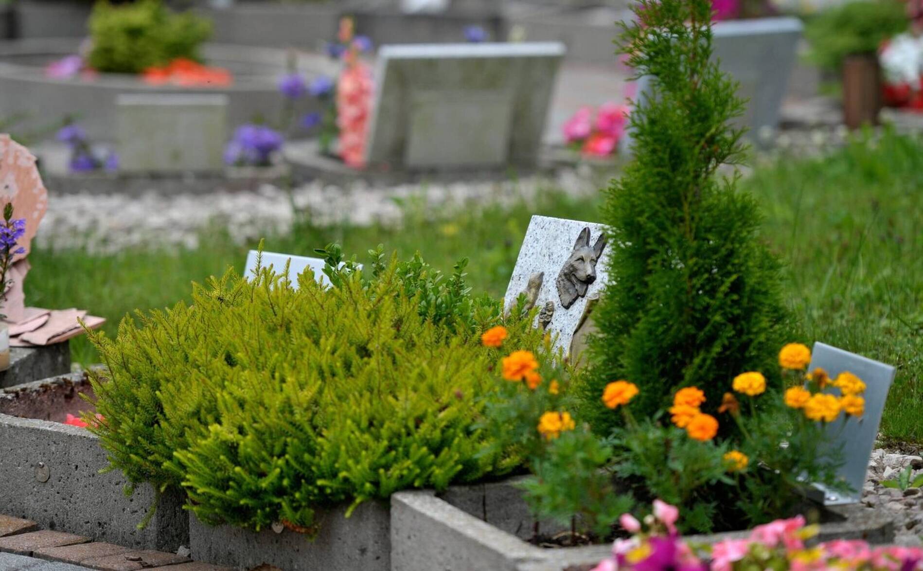 Initiative pour un jardin du souvenir pour les animaux domestiques