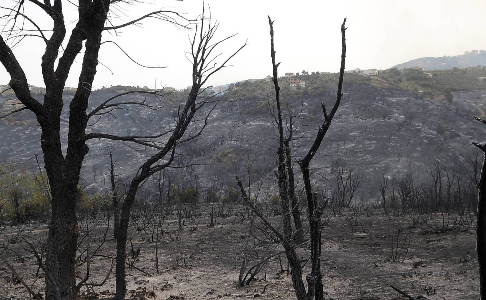 Succès en Algérie pour la plantation d'un million d'arbres en 24 h