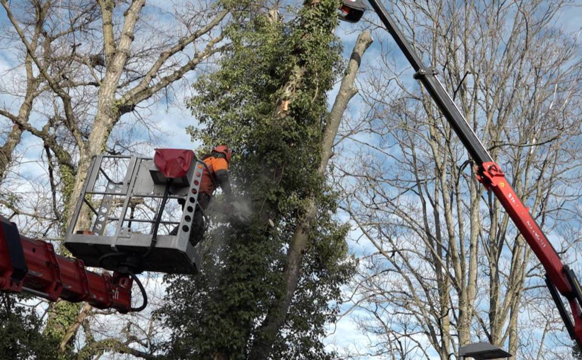 «Faire une voie verte en coupant des arbres est un non-sens »