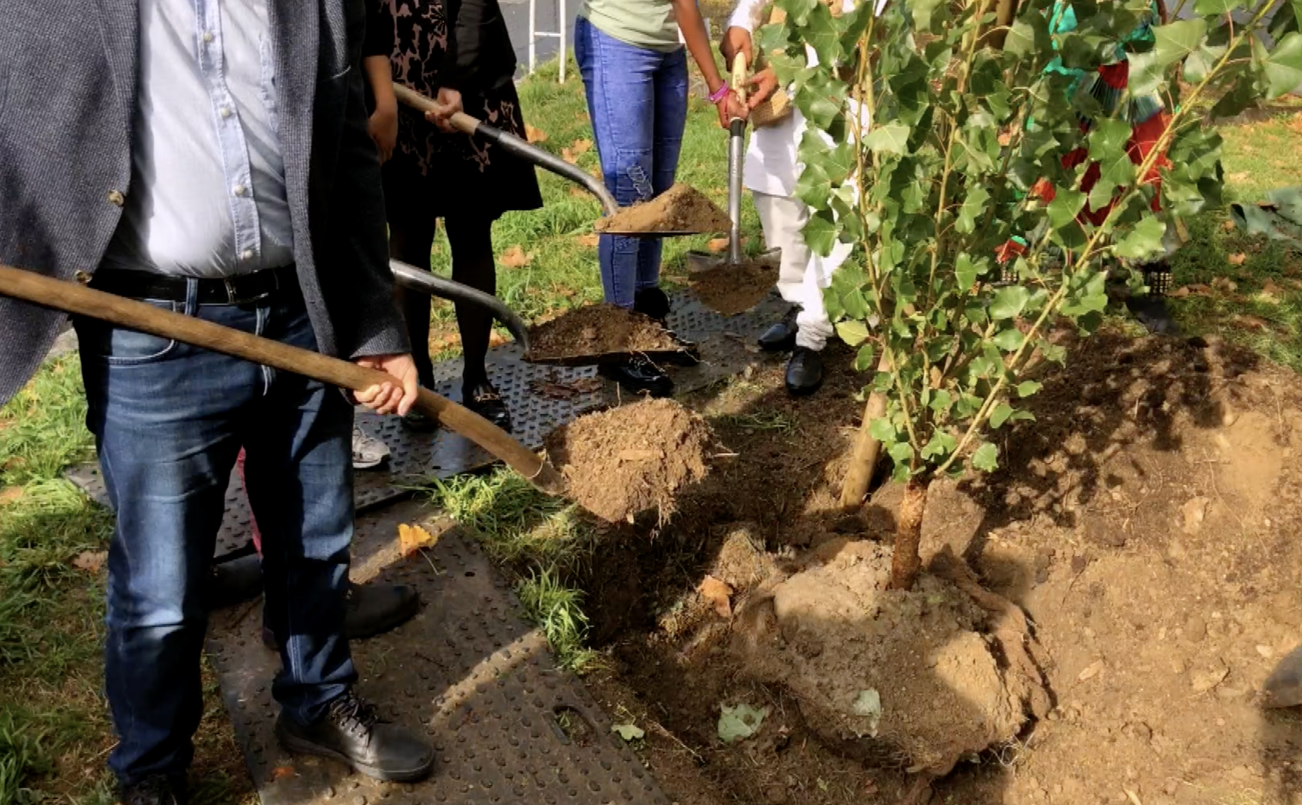 Un arbre planté symboliquement pour l'environnement
